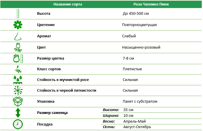 Роза плетистая Чаплинз Пінк (Chaplins Pink)
