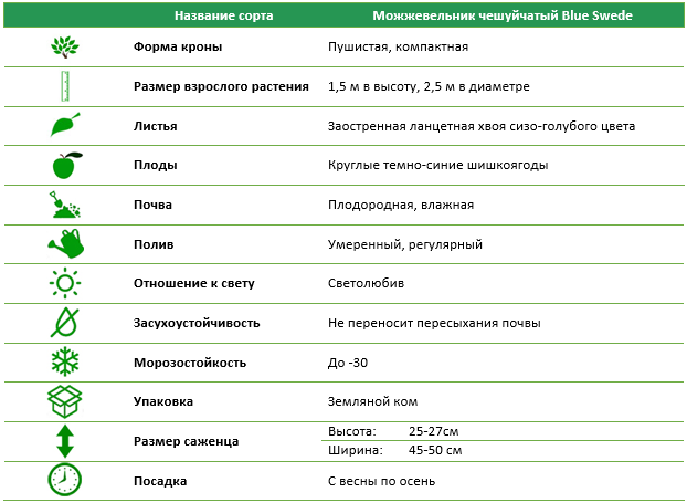 Ялівець лускатий Blue Swede