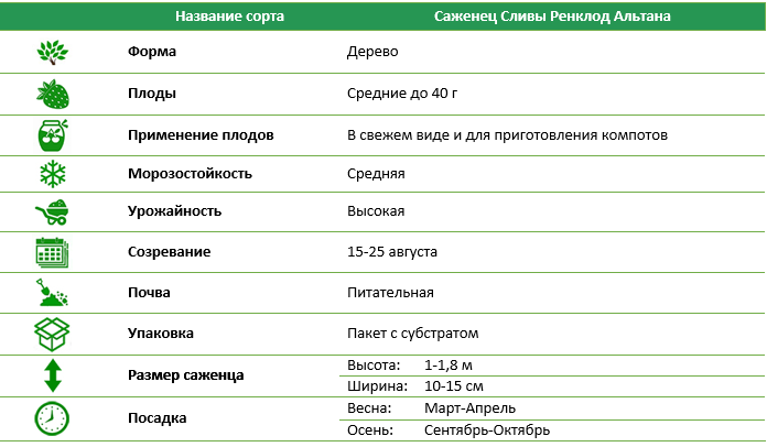 Слива Ренклод Альтана