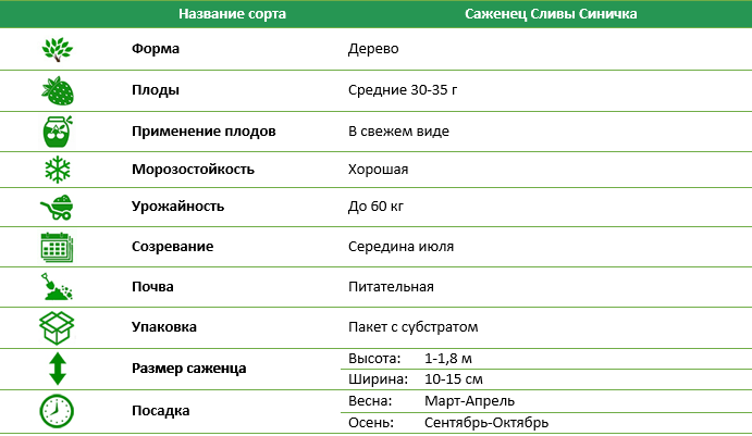 Слива Синичка