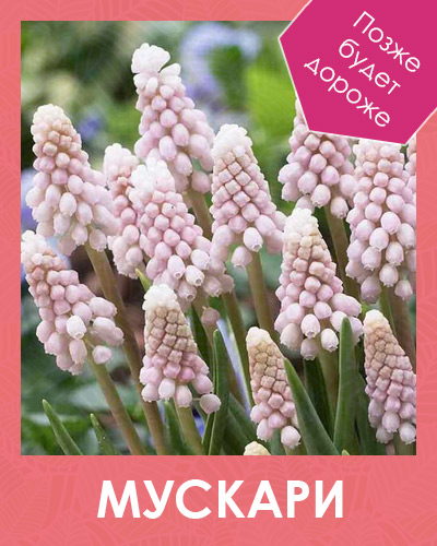 Мускари купить