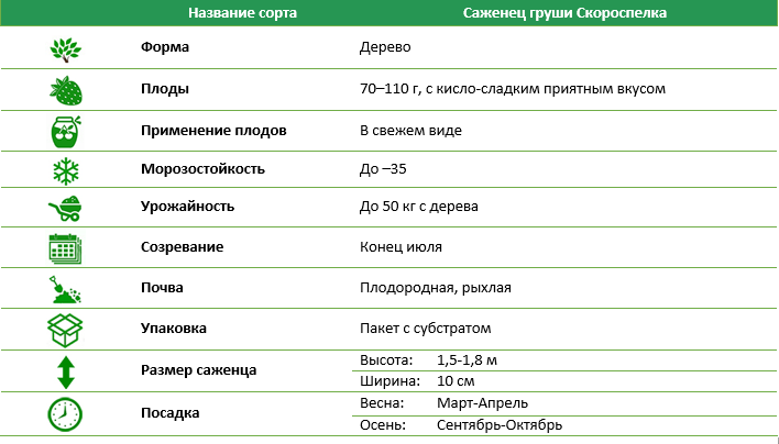 Груша Скороспелка