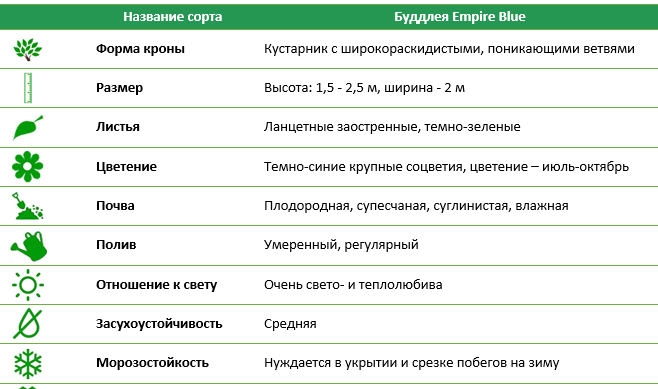 Буддлея Empire Blue