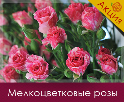 Саджанці троянд вже в наявності