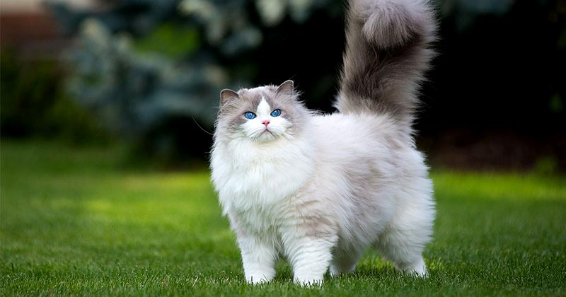 Газонна трава купити