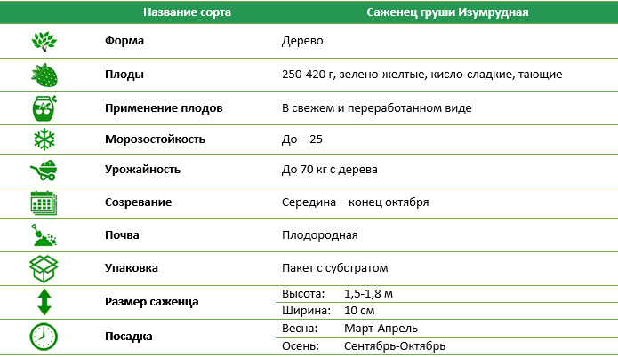 Груша Изумрудная