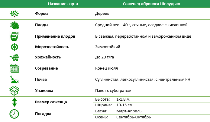 Абрикос Шелудько