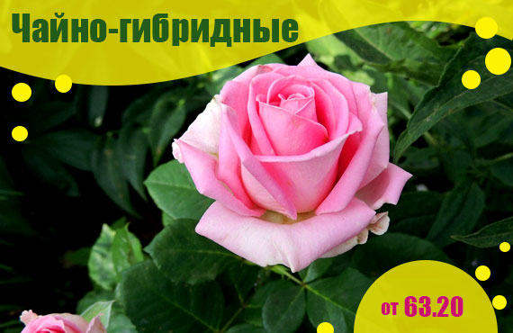 саженцы чайно-гибридных роз купить