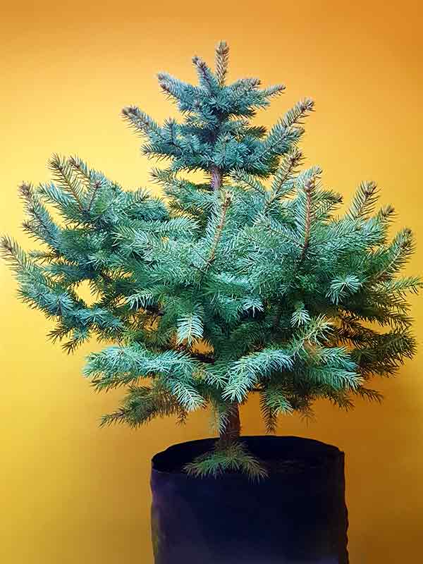Ель Колючая Glauca С18 Голубая