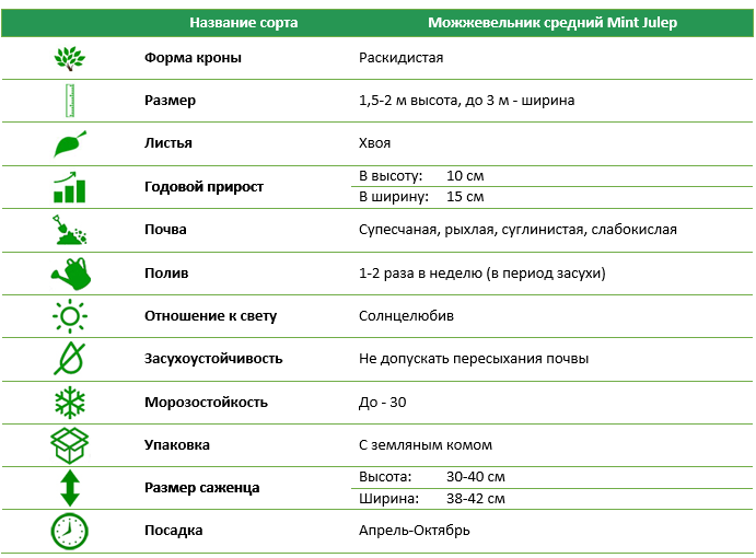 Ялівець середній Mint Julip