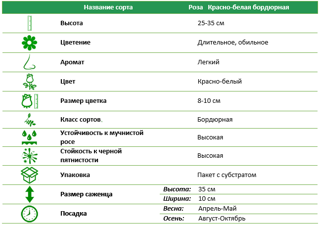 Роза бордюрная Красно-белая (Red-white)