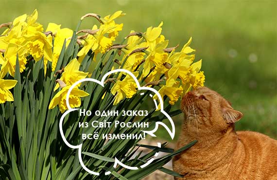 Луковичные цветы купить