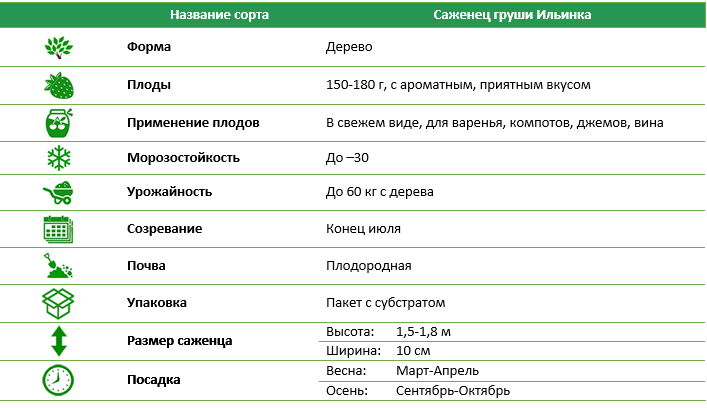 Груша Ильинка ранний сорт