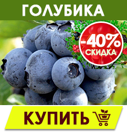 Финальная распродажа саженцев плодовых кустарников!