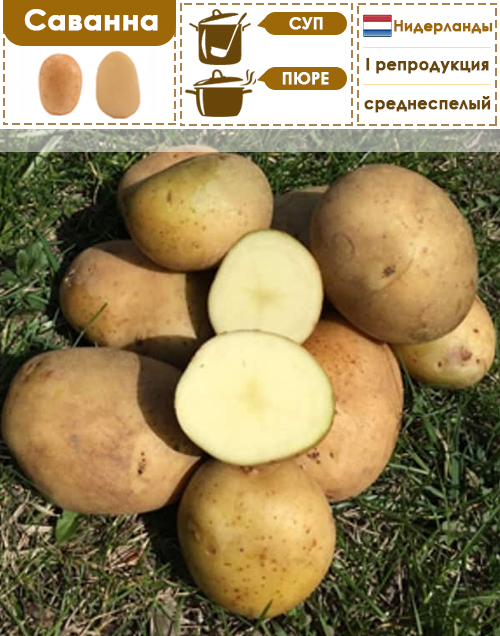 Савана картофель