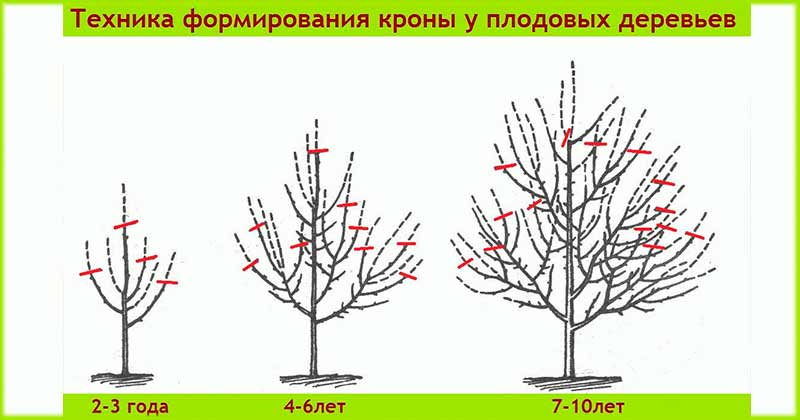 Обрезка деревьев