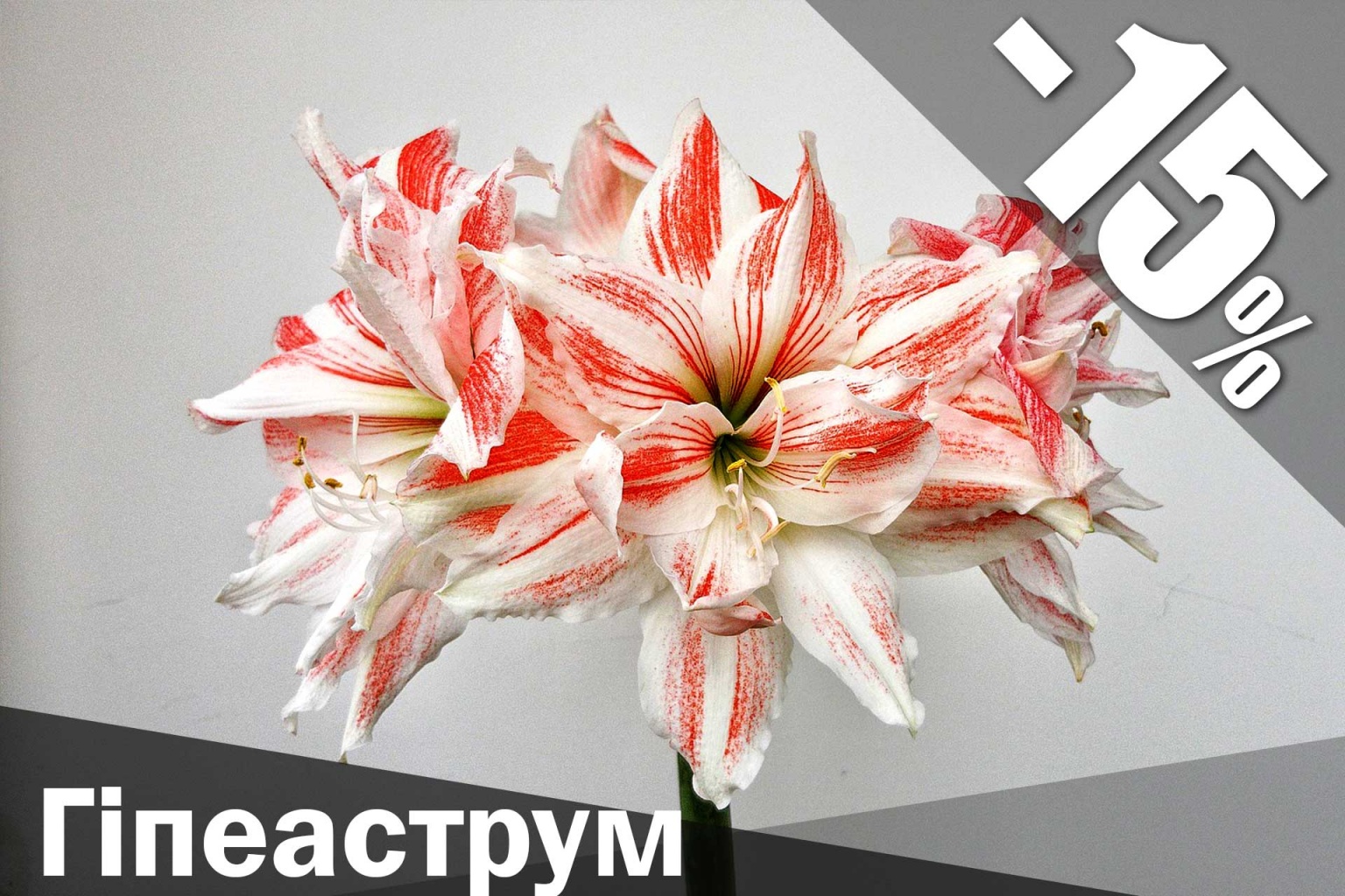 Гіпеаструм купити