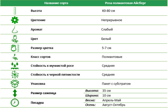 Роза полиантовая Айсберг 1 (Iceberg)