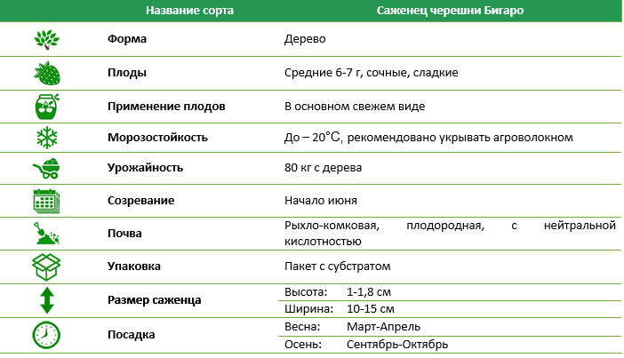 Черешня Бигаро
