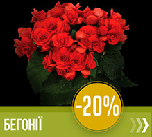 Бегонія цибулини