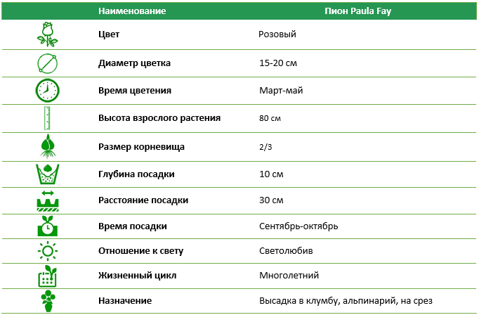 Пион Paula Fay
