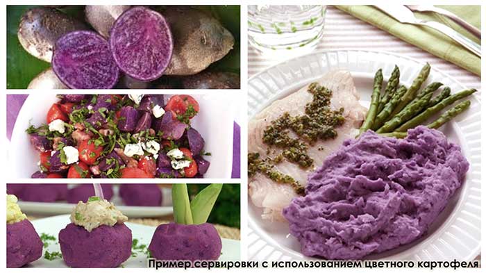 Семенной картофель Хортица среднепоздний 1 кг