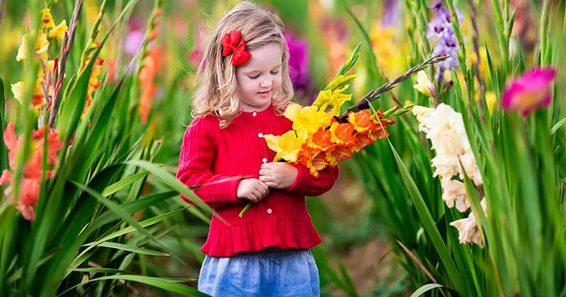 семена гладиодусов заказать