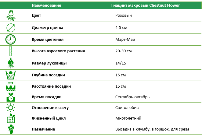 Гиацинт махровый Chestnut Flower