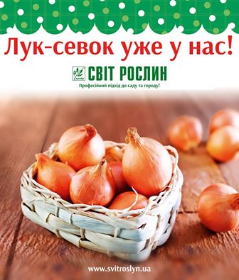 Лук-севок уже в продаже!.jpg