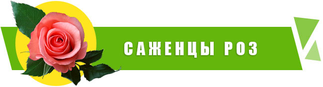 Саженцы роз купить