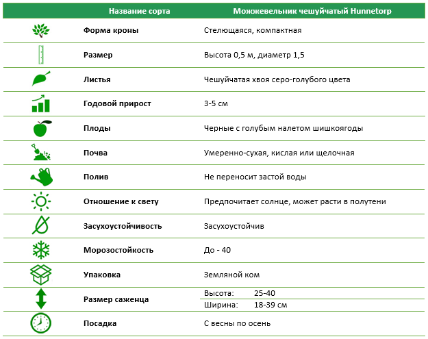 Можжевельник чешуйчатый Hunnetorp