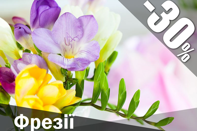 flowerbed 5.jpg Фрезії купити