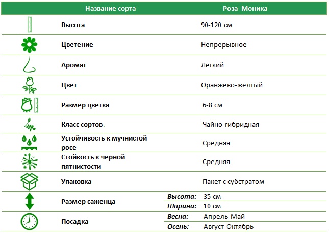 Моника.jpg