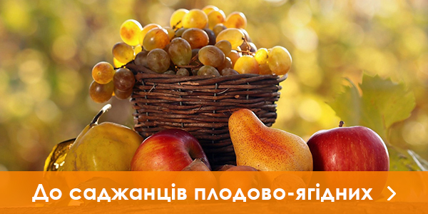 Саджанці плодово-ягідних культур