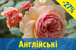 Англійські троянди