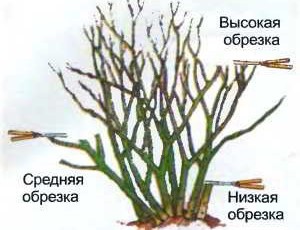 Обрізка троянд