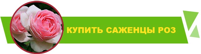 Акция! -30% на саженцы чайно-гибридных и плетистых роз