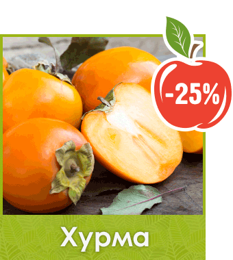 Хурма саженцы