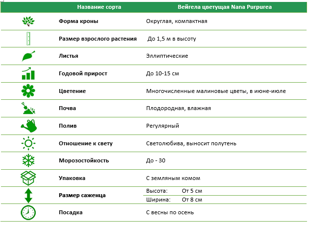 Вейгела цветущая Nana Purpurea