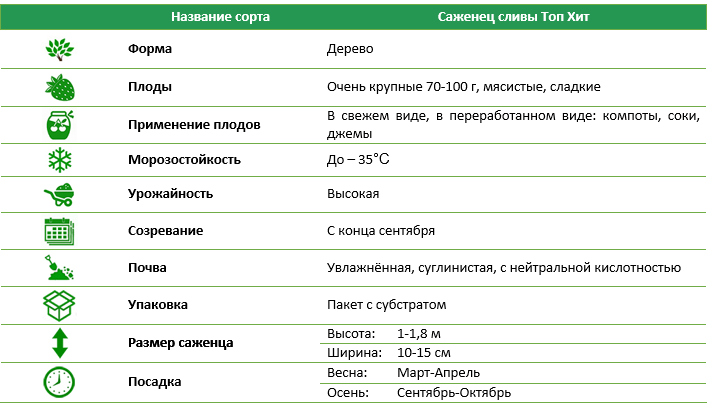 Слива Топ Хит
