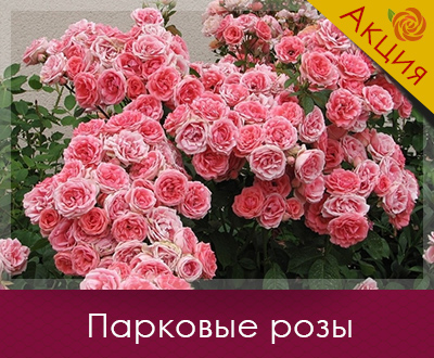 Саджанці троянд вже в наявності