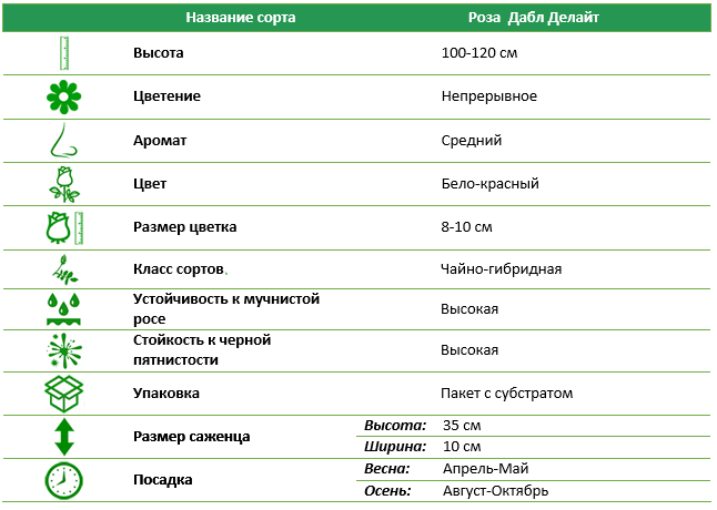 Троянда Емера Павемент (Emera Pavement)