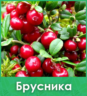 Брусника саженцы