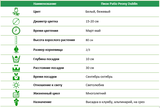 Пион Patio Peony Dublin