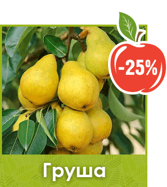 Саженцы груши скидка
