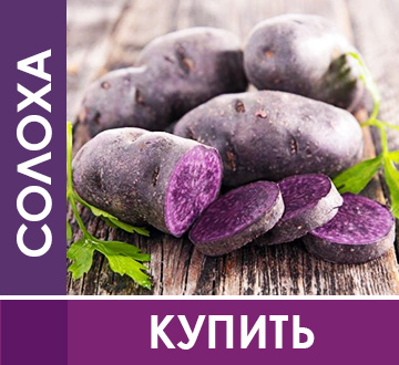 Елітні сорти кольорової картоплі!