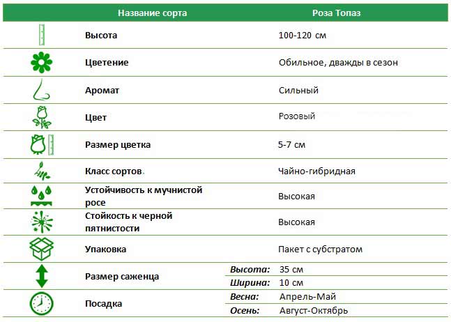 Роза чайно-гибридная Топаз (Topaz)