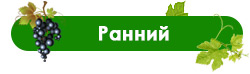 Новий асортимент винограду! — Саженцы урожайных сортов можно заказать уже сейчас!