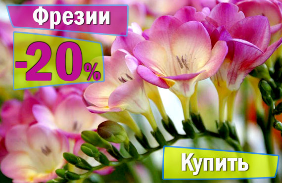 луковицы цветов купить