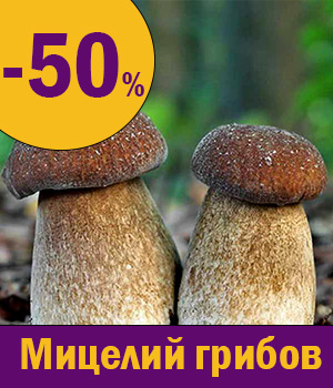 Мицелий грибов